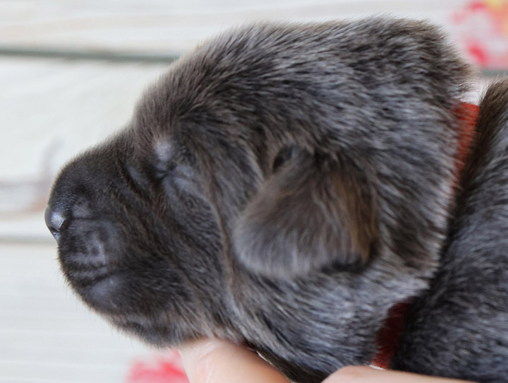 chinook puppy